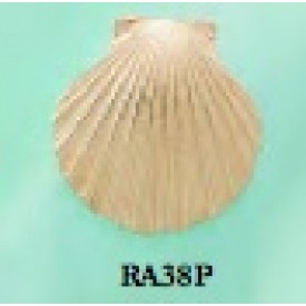 RA38P Large Scallop Shell Pendant 