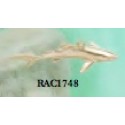 RAC1748 Mako Shark Charm
